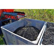 Système de récolte aronia avec plateforme de réception