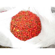 Récolteuse à baies JOANNA 4 - WEREMCZUK - puissance minimale 40 HP - productivité 0,15 à 0,25 ha/h - capacité 1150 kg_3