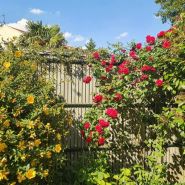 Lattes occultantes en bois clair naturel pour panneaux rigides
