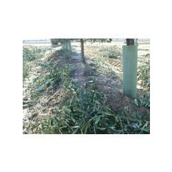 Andaineur BV15 Elite Oil - machine spéciale pour plantations d'olives super intensives - largeur de travail 4,46 m