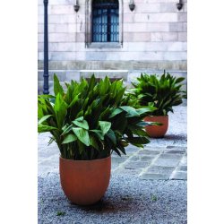 Jardinière en béton Malva CO50 - CO60 - CO80 - CO4080 - CO50110 - PI50 - PI90 - PI6025 - PI8040 - PI9840