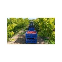 Chariot électrique - C251H - AUSA avec transmission hydrostatique 2,5 tonnes