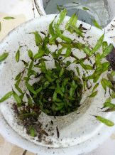 Safeskim - pré-filtres d'eau - safe skim' - capacité de filtration : 250 microns_4