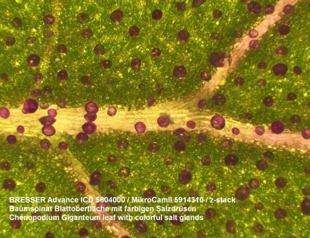 Microscope trinoculaire pour éducation, recherche et gemmologie