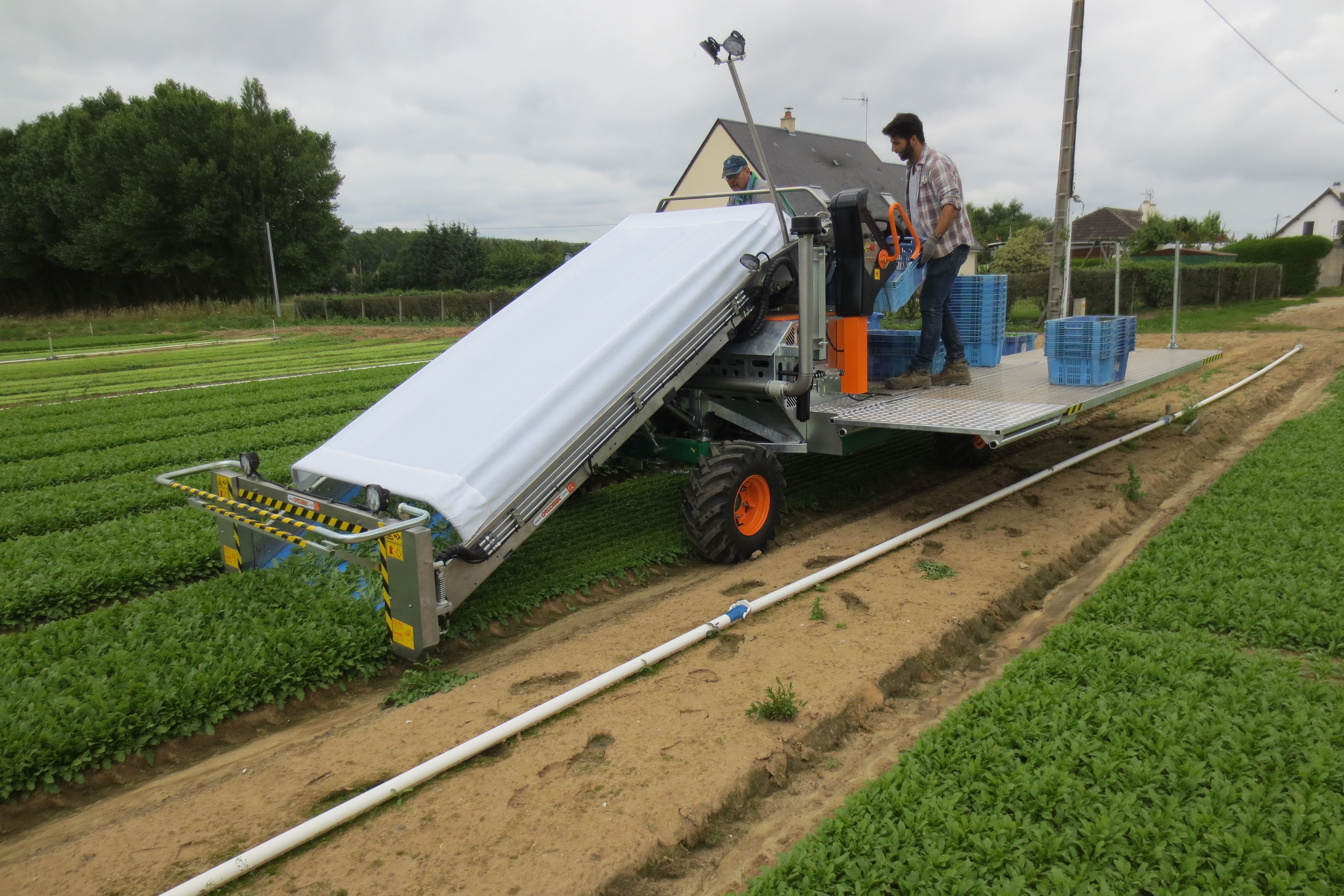 Récolteuse de légumes 8300 Foglia - Ortomec SRL - Puissance moteur 50 à 75 CV - Largeur de tête de récolte 130 à 180 cm_4