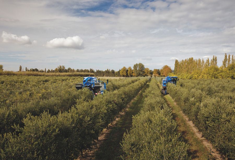 9090X Olive New Holland - Machine à vendanger avec convoyeur latéral et bennes en acier inoxydable 2000L_4