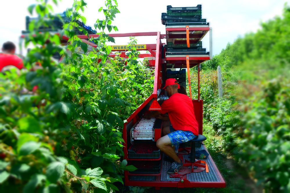 Récolteuse à framboises et myrtilles karen - weremczuk - puissance minimale requise 68 hp - capacité de charge 760 kg_4