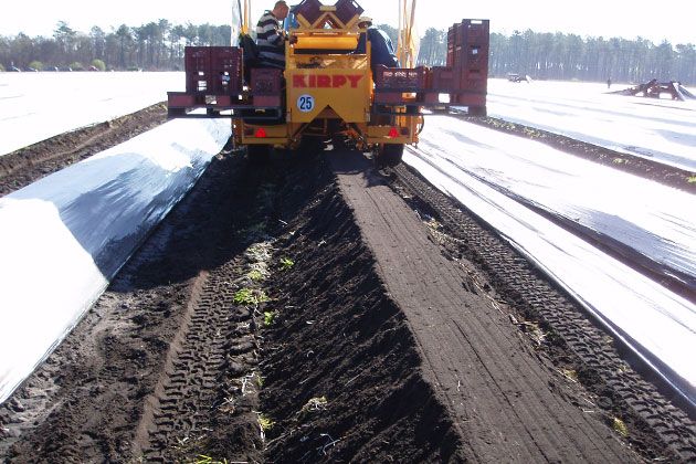 Récolteuse d'asperge RGA - Kirpy - capacité de récolte 2 ha/jour_4