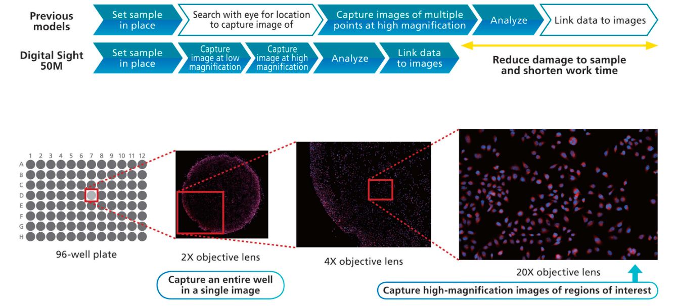 Caméra pour microscopes avec acquisition d'images haute sensibilité et faible bruit