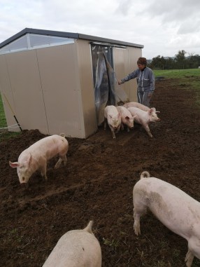 Abris porcin fixe ou déplaçable_4