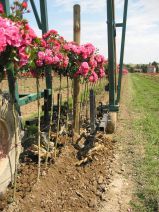 Outil agricole efficace pour binage entre plants
