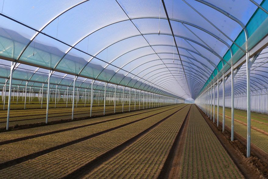 Baltique - serre chapelle professionnelle JRC 9.60m - robustesse et grand volume pour cultures maraîchères_4