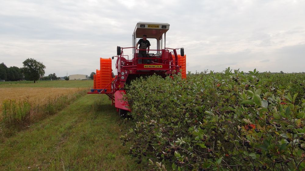 Récolteuse à baies VICTOR - Weremczuk - automotrice, productivité 0,3 à 0,6 ha/h - vitesse max 2 km/h_4