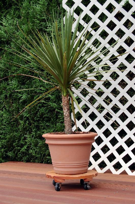Support à roulettes bois rond 