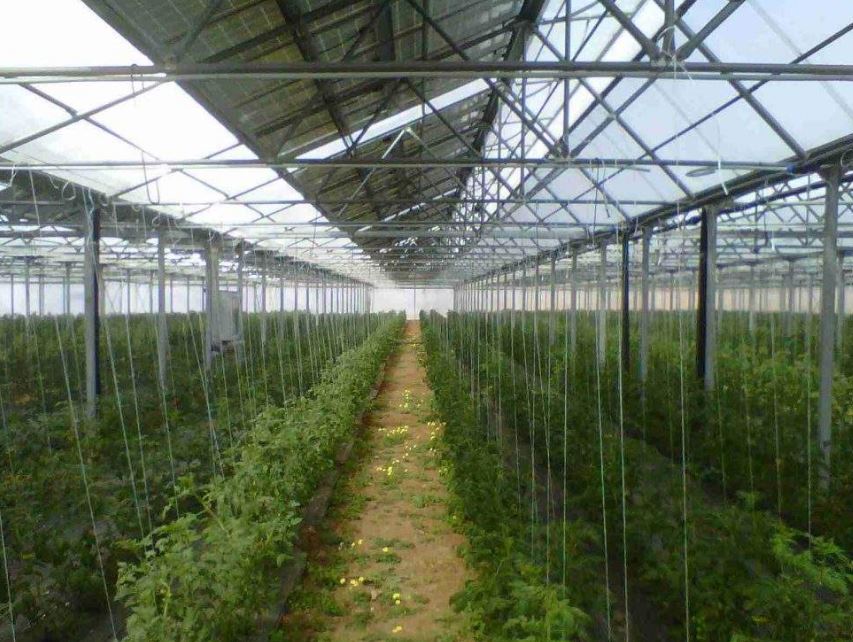 Serre photovoltaïque à faîtage droit et double pente - Multisunart_4