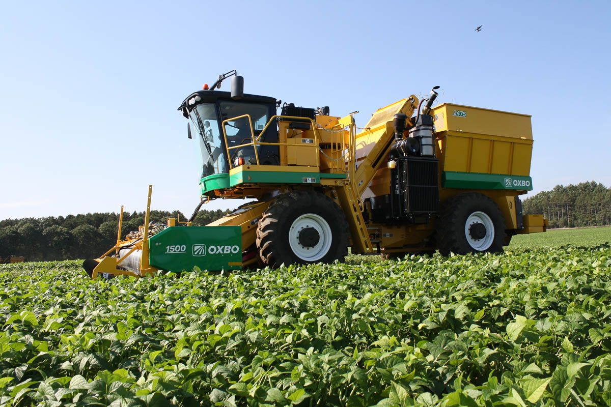 Arracheuse oxbo 2475 - oxbocorp - longueur sans tête 9.2 m - largeur 3.43 m_4