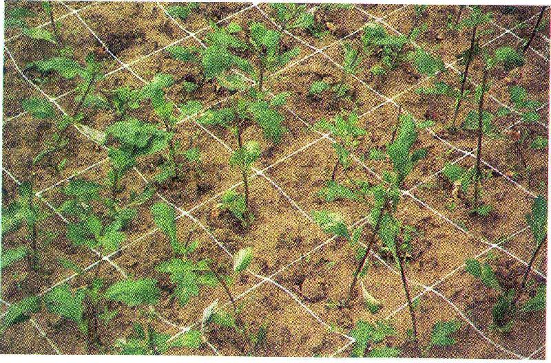 Filet à ramer/tuteurer - 1.70m, 1000m_4