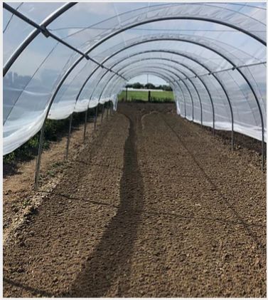 Magnum - Serre tunnel professionnelle Natural - largeur 4m, structure renforcée pour cultures sur ficelles_4