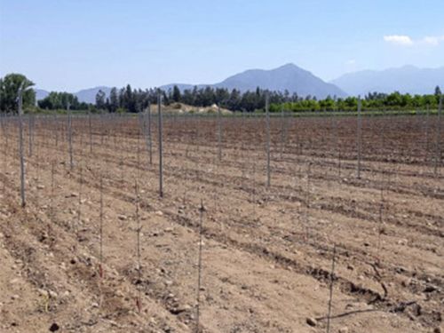 Machine de plantation pour vignobles et oliveraies avec tuteurage