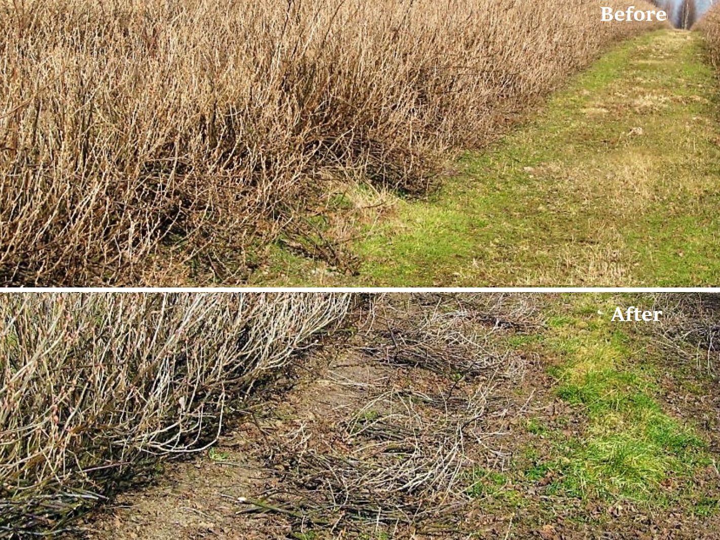 Taille-haie hydraulique de baies former - jagoda jps_4