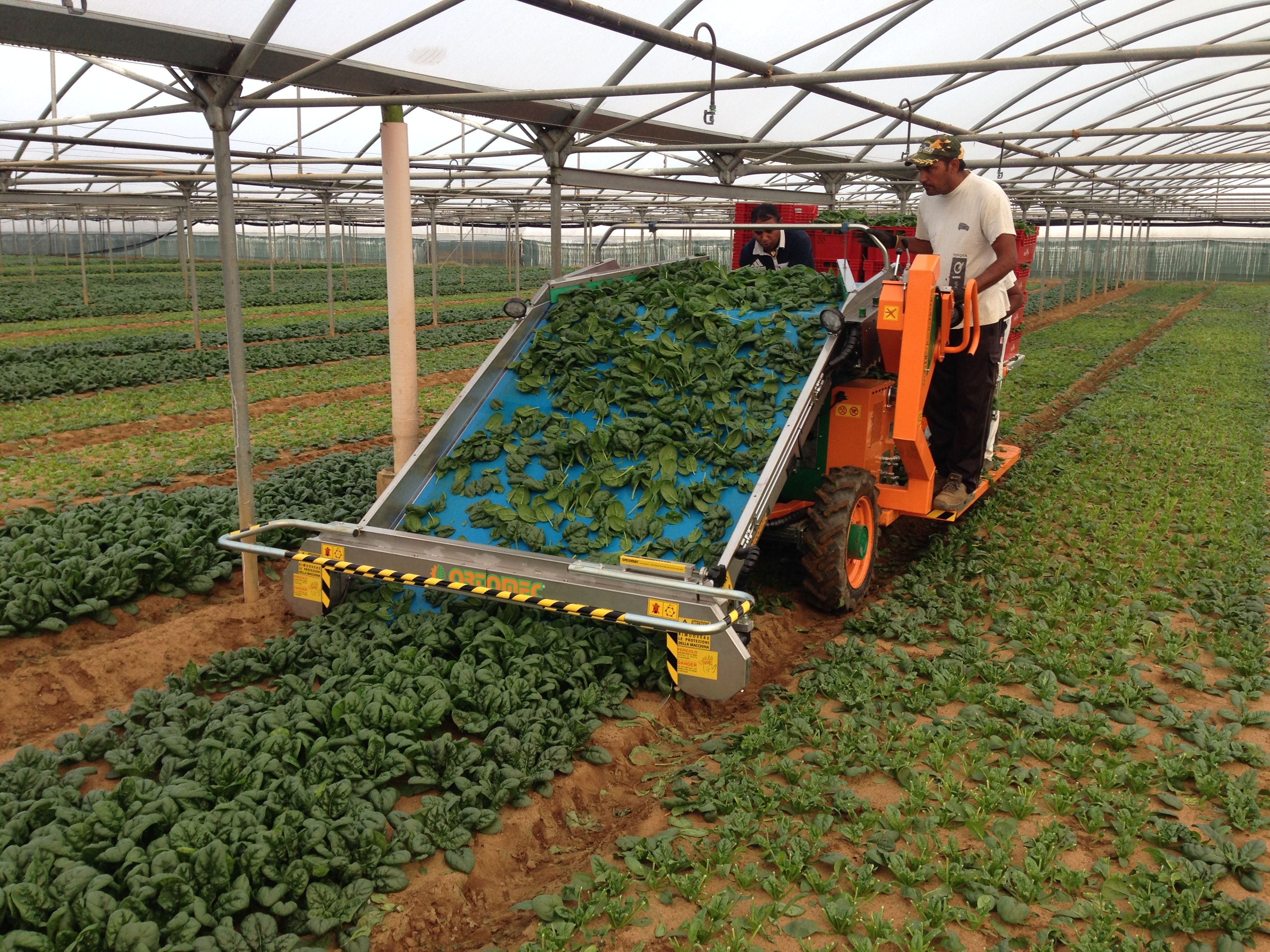 Récolteuse de légumes automotrice 8100 Foglia - Ortomec SRL - largeur de tête de récolte 130 à 180 cm_4
