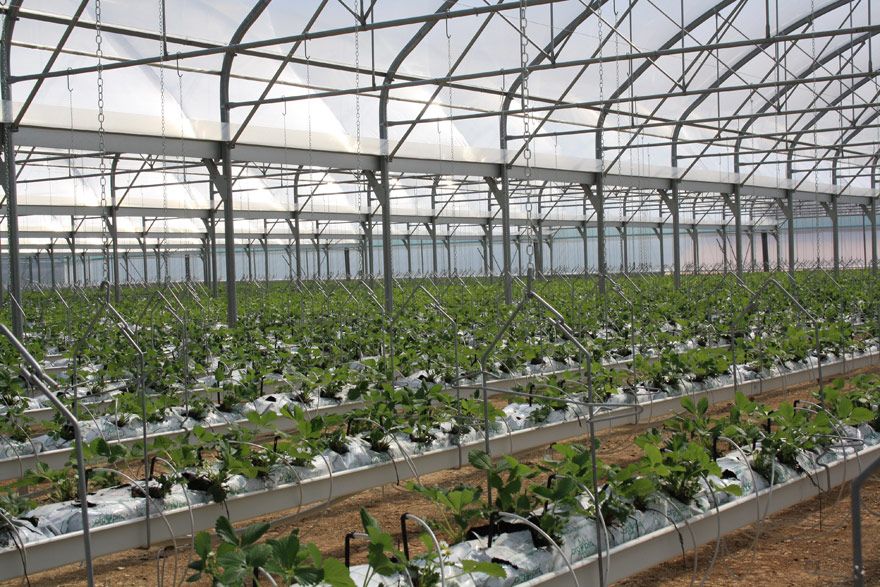 Serre chapelle Baltique avec montage facile et haute résistance