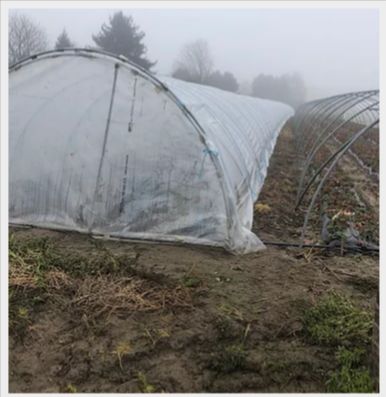 Serre agricole avec couverture diffusante anti-algue