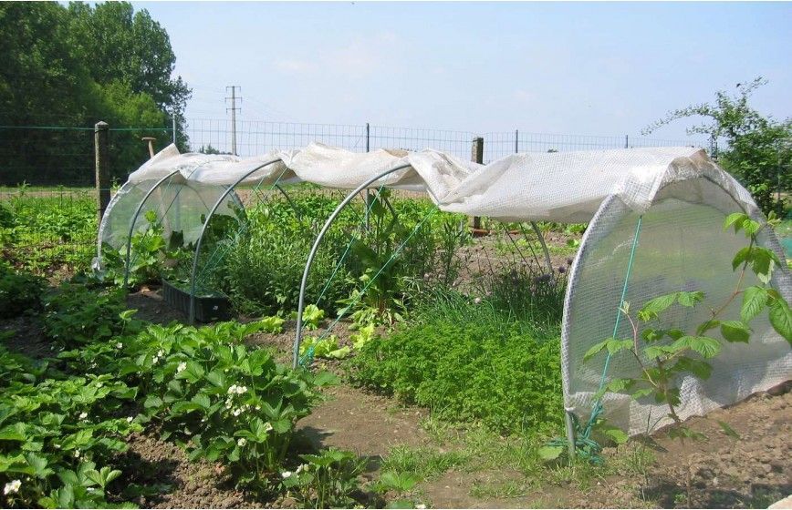 Tunnel de forçage idéal pour la protection de vos cultures hâtives de printemps et vos plantations d'automne_4