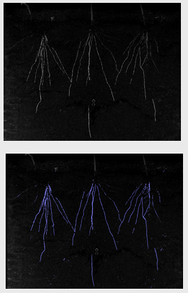Phenoaixpert - phénotypage - lemnatec_4