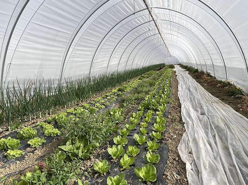 Serre tunnel  à travée unique - Montage et démontage rapides - conçue pour la Production horticole - Tunneleasy_4