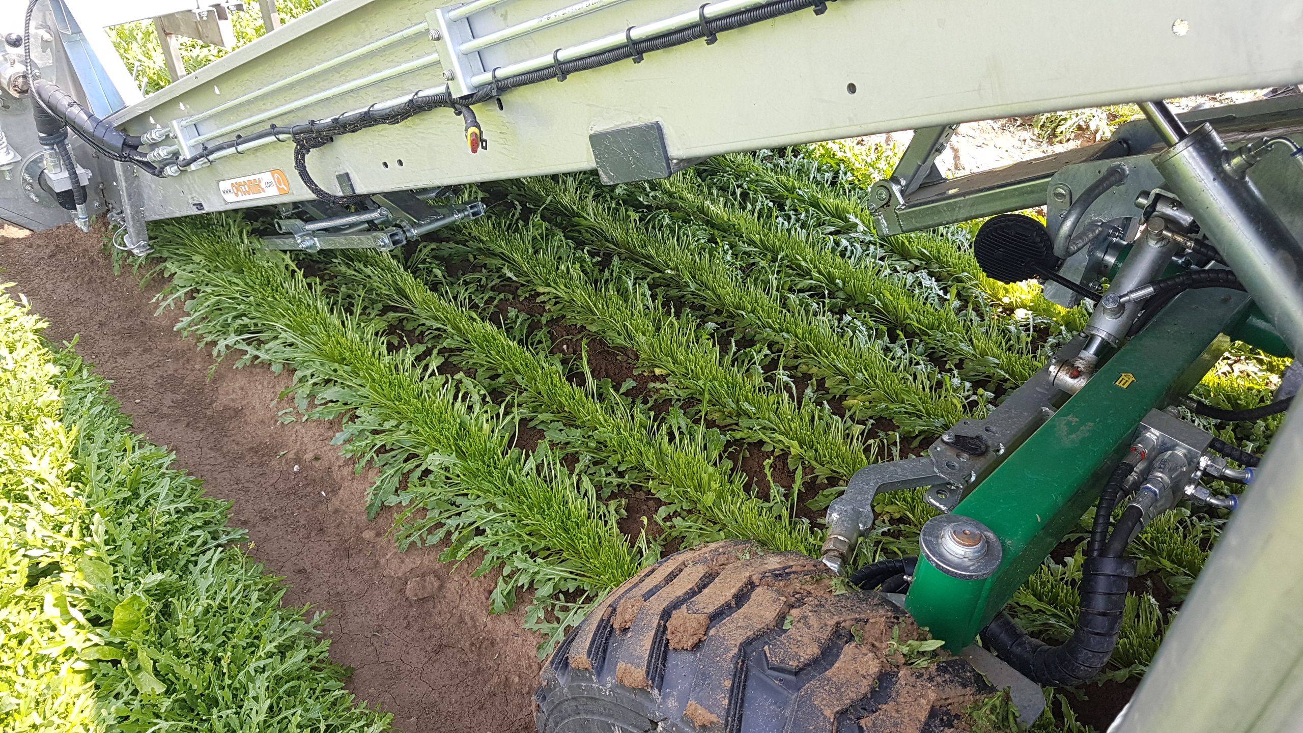 Récolteuse de persil optimal green line 2 - ortomec srl_4
