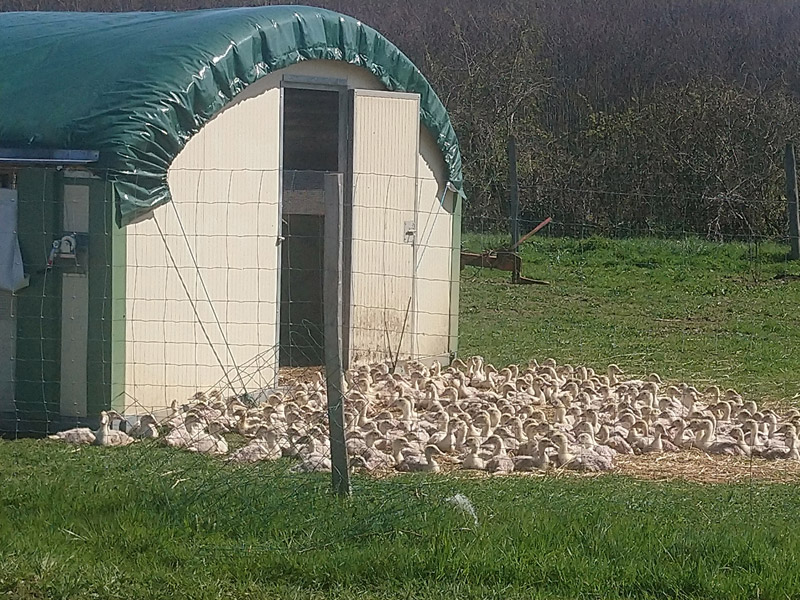 Tunnel déplaçable 30m² - structure galvanisée, isolation en laine de verre, couverture personnalisable_4