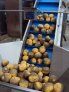 Éplucheuse industrielle Tecnocean - carottes et pommes de terre - cycle d'usinage 90-120 s_4