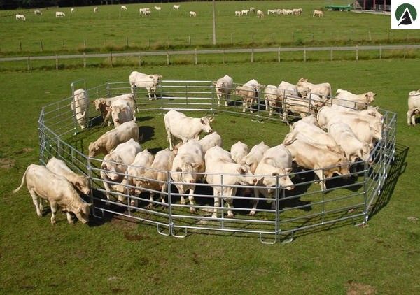 Bc240 - Barrière de contention 2m40 pour bovins et chevaux - Tubes ovales galvanisés à chaud_4