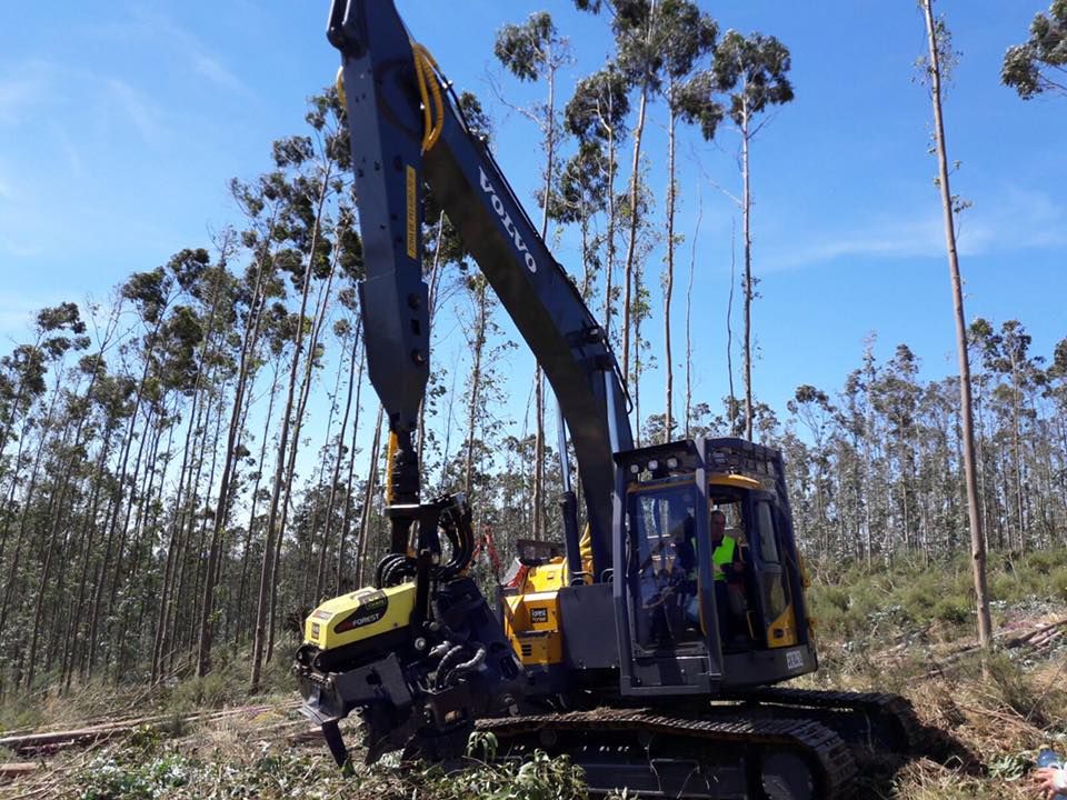 AFM 60 EUCA - Tête d'abattage pour eucalyptus - largeur max. 1330 mm - AFM Forest_4