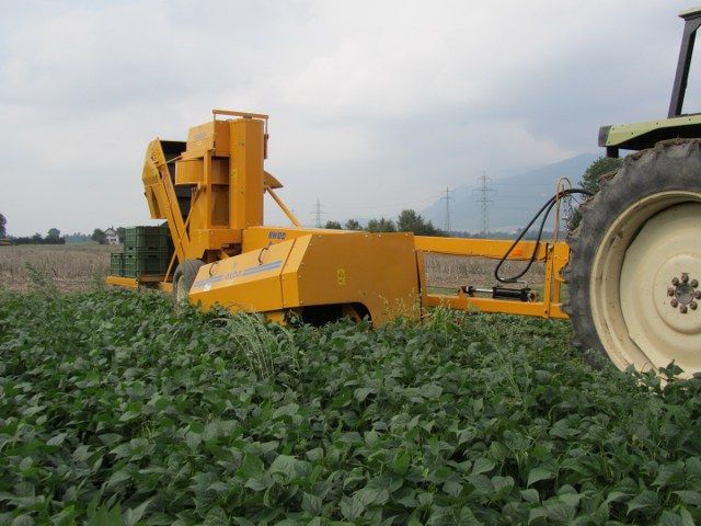 Récolteuse Oxbo BH100 - Sweere - largeur hors tout 2,06 m - haricots verts et blancs - récolte mécanique mono-rang_4