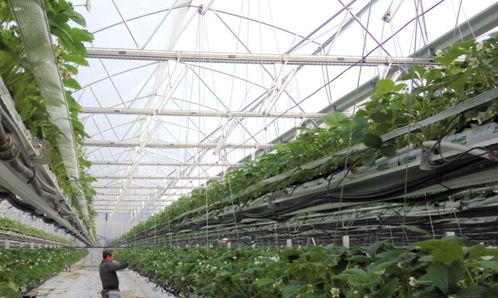 Serre agricole Asy-starter avec 50% de lumière en plus en hiver