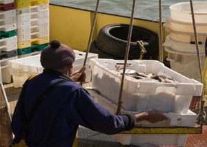 Rve 3102 s machine à glace écailles pour eau douce - maja - 2.900 kg / 24 h_4