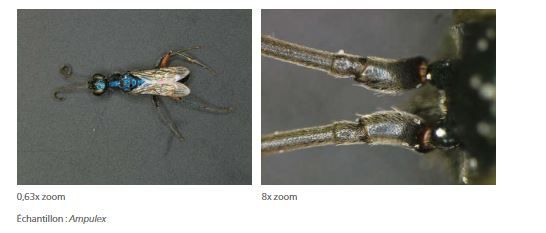 Nikon SMZ1270/1270i - Stéréomicroscope avec zoom 12,7x, optique apochromatique et fonctions intelligentes_4