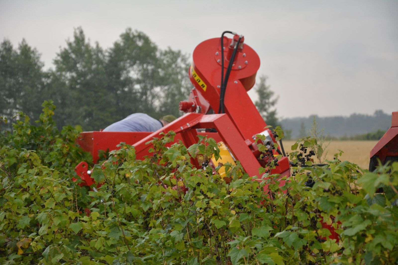 Récolteuse à baies JOANNA-4 ECO - Weremczuk - 40 CH - Productivité 0,15-0,25 ha/h - Capacité 1150 kg_4