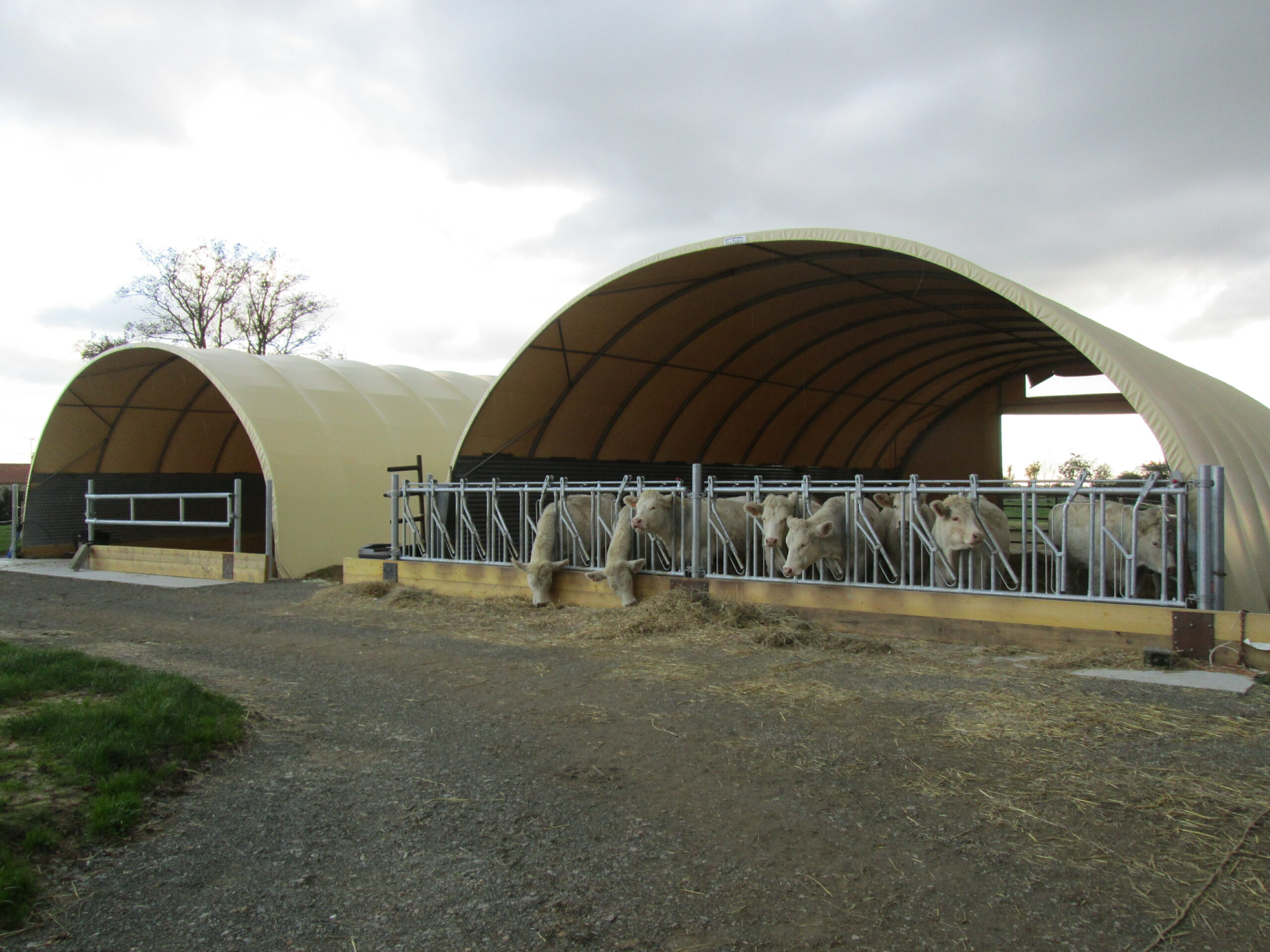 Bâtiment pour bovin à viande économique, simple et évolutif - Tunnel d'élevage TOUTABRI_4