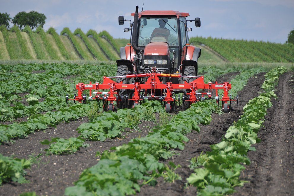 Bineuse agricole CHOPSTAR 10-150 - Einboeck - Inter-rangs jusqu'à 150 cm avec dent vibro_4