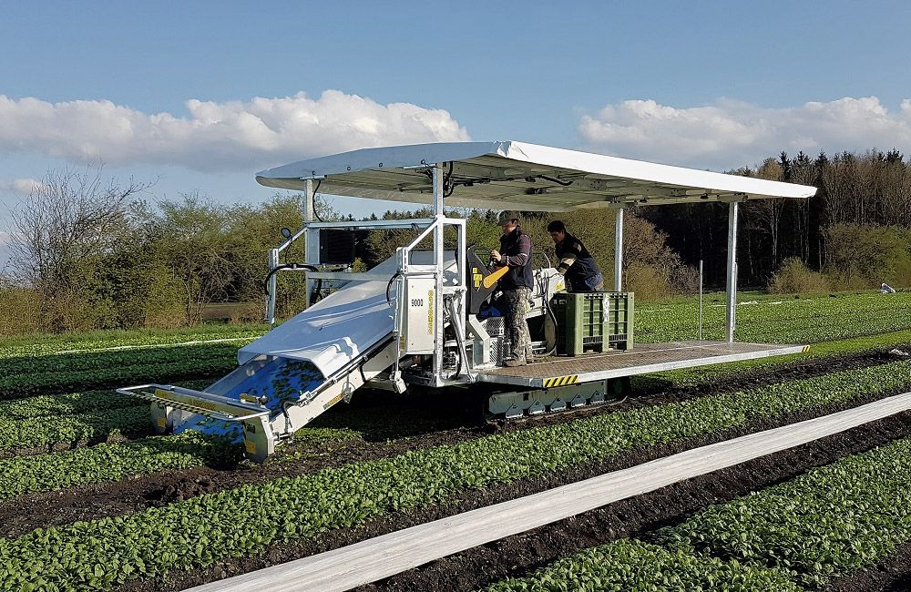 Récolteuse 9000 Foglia - Ortomec SRL - largeur de tête 130 à 180 cm - autotractée sur chenilles_4