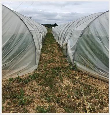 Film thermique multicouche pour serre tunnel professionnel