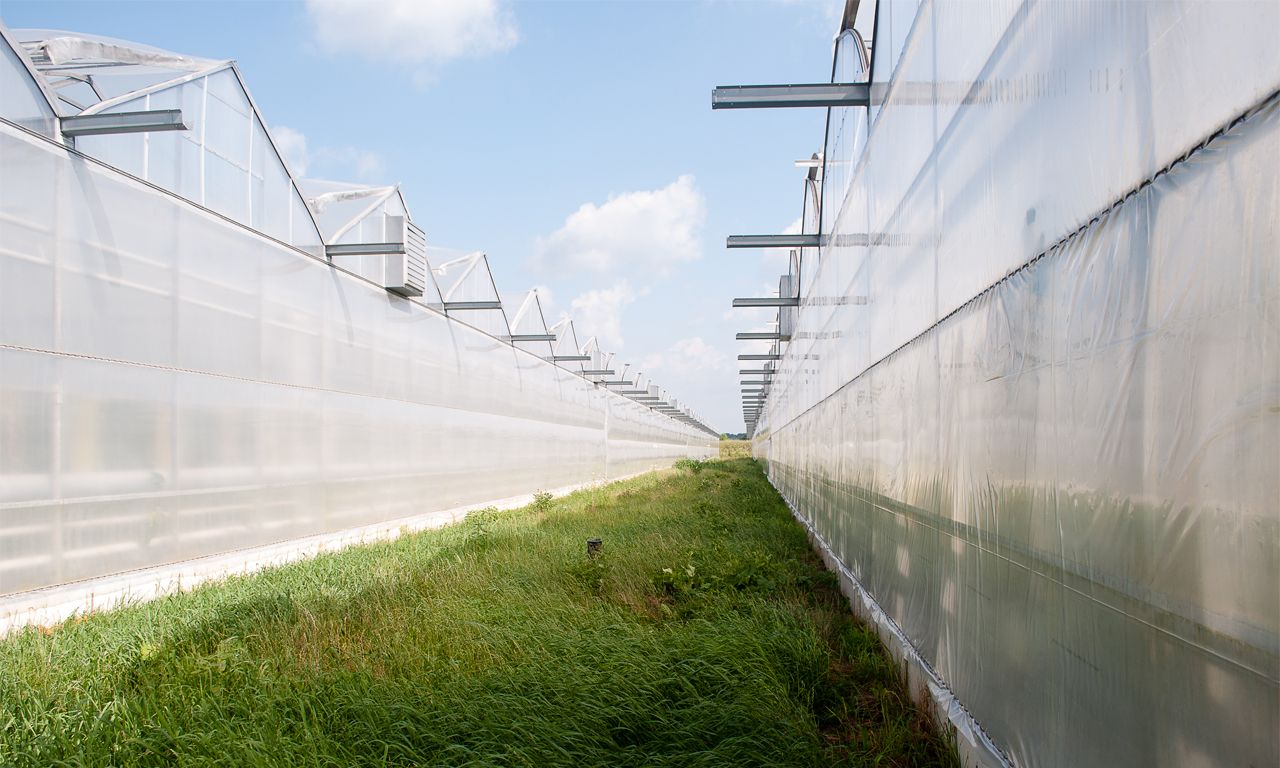 Serre chapelle - Paul Boers - Herculon avec gouttière - Largeurs de 18 à 27 pieds_4