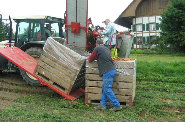 Récolteuse de carotte p3r - simon_4