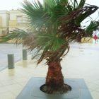 Entourage d'arbre en béton TV avec forme carrée - Ciment Blanc et gris - TV 120 120 x 120 x 8 cm - TV 160 160 x 160 x 8 cm_4