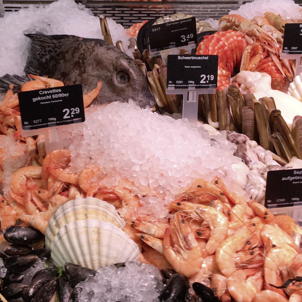 Machine à glace en grains/nuggets - MAJA NAS 300 - 300 kg/24h (12 kg/1h) - sans groupe frigorifique_4