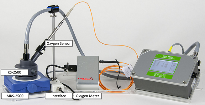 Mini PAM II - Fluorimètre de chlorophylle compact, puissant et robuste - Portable avec LED modernes et analyse avancée_4