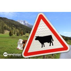 Panneau de danger A15a1 - Passage d'animaux domestiques (vache)_4